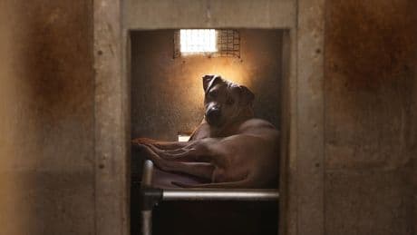 Letters to the Editor: Mayor's budget clarification is a relief, but L.A.'s animal shelters still need help