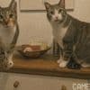 heise+ | Katzen betreuen aus der Ferne: Von Catcam bis Futterautomat