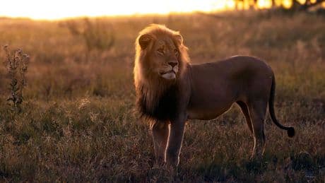 Blondie (5) erschossen - Trophäenjäger tötet Löwen in Simbabwe