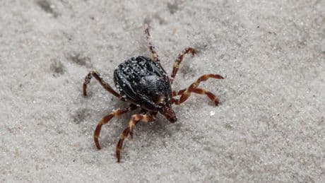 Hyaloma breitet sich aus! - Wie schütze ich mich vor der Riesen-Zecke?