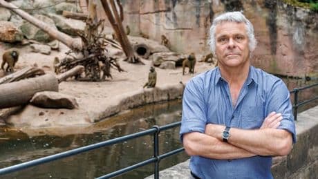 „Man sollte Sie erschießen“ – Zoodirektor erhält nach Pavian-Tötung Morddrohungen