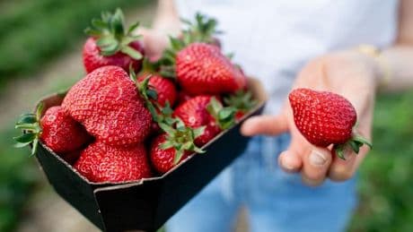 Vorläufige Ernteschätzung: Niedersachsens Landwirte ernten deutlich weniger Erdbeeren