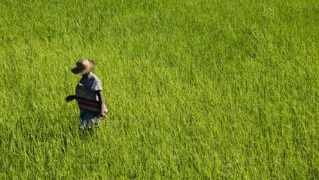 Madagascar: des agriculteurs démunis après de nouvelles suppressions d’aides américaines