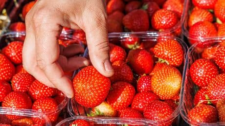 Nederlandse aardbeienoogst in 15 jaar verdubbeld