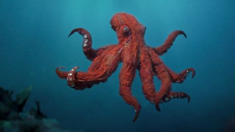 “Octopus”, Phoebe Waller-Bridge signe un docu animalier drôle et original