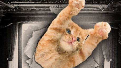El festival más apasionante si eres amante de estos animales: proyecta únicamente vídeos de gatos
