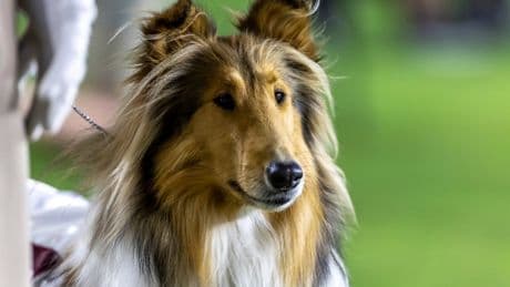 Texas A&M's collie mascot Reveille X has eye removed after glaucoma diagnosis