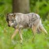 Kinderen en honden kunnen bos Utrecht beter mijden na mogelijk nieuw incident met wolf