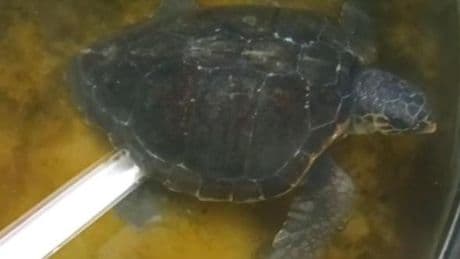 Imperia, tartaruga in difficoltà soccorsa dalla guardia di finanza navale: ora è in cura all’Acquario di Genova