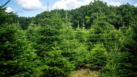 Gut drei Monate bis zum Fest: Weihnachtsbäume im Norden in gutem Zustand