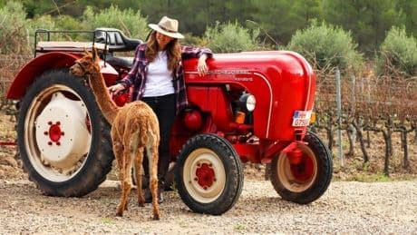 Paseos con alpacas, la última tendencia en turismo rural importada de Perú