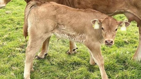 Tiere: Unbekannte stehlen wenige Wochen alte Kälber von Weiden