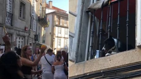 El perro de Santiago del que todos hablan: su forma de jugar con los viandantes ha conquistado las redes
