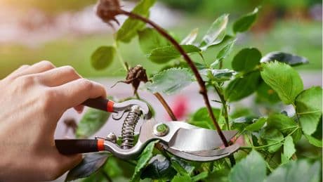 Grünpflege: Schneiden, düngen, pflanzen: Die wichtigsten Gartenarbeiten im August