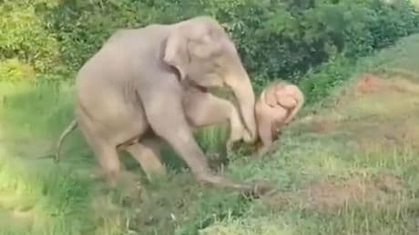 Graben zu tief, Elefant zu klein - Minifant braucht Hilfe
