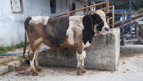 Sosyal medyadan ucuza kurbanlık almak istedi, dolandırıldı: Ava giderken avlandık