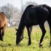 Zus slaat alarm over verwaarloosde paarden van haar broer, nu confronteert de rechter hem met de foto’s