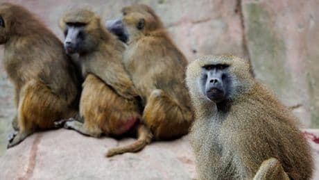 Zoo in Nürnberg bereitet Tötung von Pavianen vor