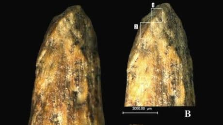 Exploran una cueva y encuentran un arma con 80.000 años que el 'Homo sapiens' no pudo fabricar