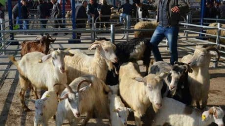 Kurban Bayramı öncesi Balıkesir’e hayvan giriş-çıkışı durduruldu! 15 mahalle karantinaya alındı
