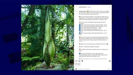 "Record de France!": le "pénis de Titan" a commencé sa floraison à Nancy et il mesure déjà 2m16