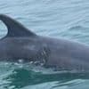 Swimmers urged to avoid 'boisterous' dolphin