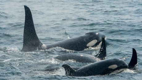 Sailors rescued after orca pod rams into yacht off Spain’s coast