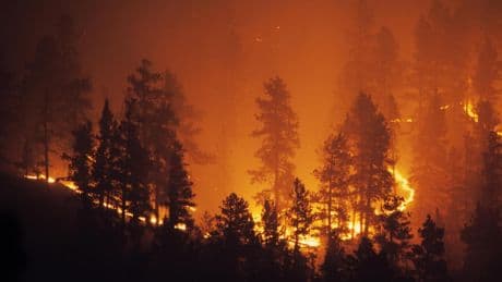 Un nuevo modelo de IA logra un 93% de precisión en la detección de incendios forestales, según un estudio