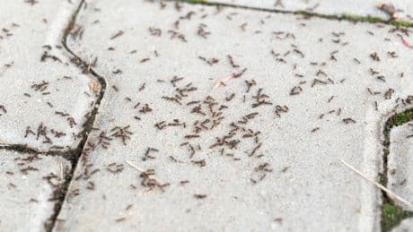 Ameisenbefall im Rasen: So werden Sie die Insekten los