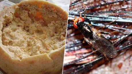 El plato prohibido de Italia: un queso tan extremo en su preparación que la Unión Europea tuvo que ponerle límites