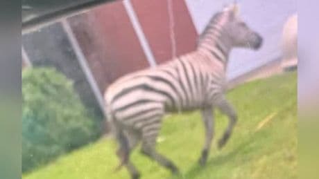 Watch: Escaped zebra spotted running around Tennessee