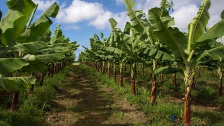 Jusqu'ici interdite, la pulvérisation par drone de produits phytosanitaires est désormais autorisée sur certaines cultures