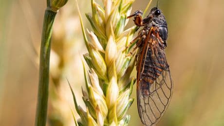 ‘Musical insect’ extinct in the UK for over 30 years to be brought back from France