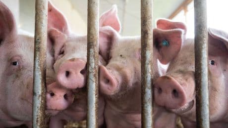 Ernährung: Studie: Fleischerzeugung verursacht Umwelt- und Klimaschäden
