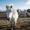 Chevaux mutilés en Seine-Maritime : une cellule dédiée ouverte à la gendarmerie après l'attaque de onze équidés et la mort de trois d'entre eux