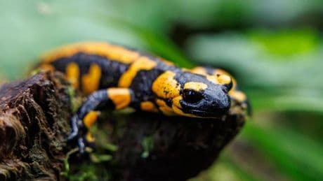 Klimakrise bedroht Arten: Hitzewellen und Dürren verschärfen Lage von Amphibien weiter