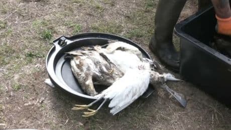 "Une agonie": des milliers d'oiseaux victimes du botulisme dans la Loire-Atlantique