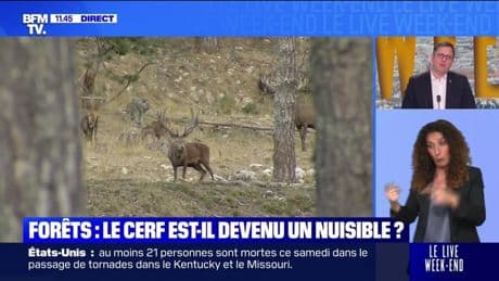 Forêts : le cerf est-il devenu un nuisible ? - 18/05