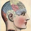 Van schedelmetingen tot IQ-tests en genetica: waarom rassenwetenschap weer in opmars is