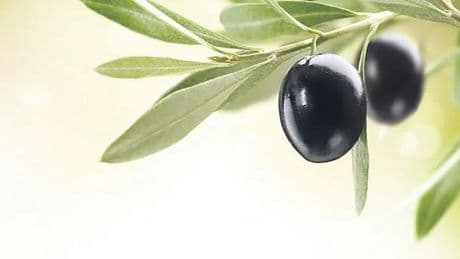 İDİL AÇIKALIN / Zeytin ve zeytinyağı