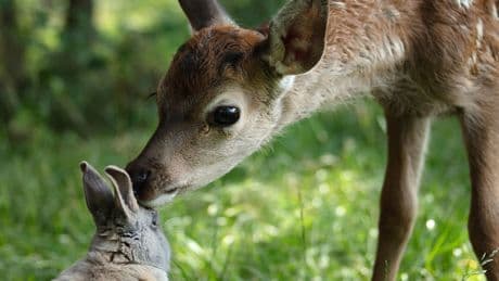 Neu im Kino: "Bambi"-Neuverfilmung: Statt Disney-Zauber Natur pur