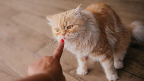 Studie deckt auf: Daran erkennen Katzen ihren Besitzer