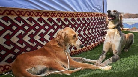 De la extinción al reconocimiento: el tazy kazajo entra en la escena mundial canina