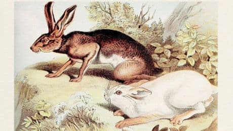 Rabbits And Hares, Buffalo And Bison — A Biologist Sets The Record Straight On 8 Commonly Confused Animals