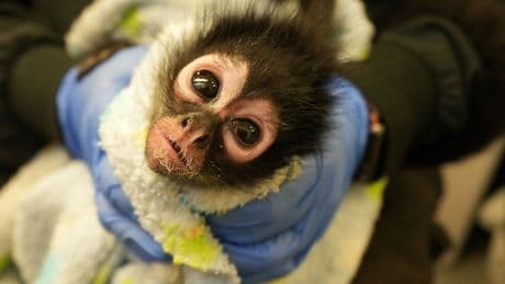 Primate pet ownership fuels a brutal industry. This bill could slow it down