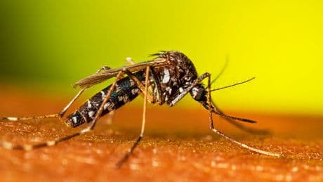 Colombia decretará emergencia sanitaria y económica por fiebre amarilla