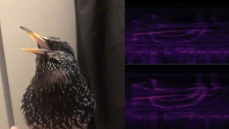 Alguien ha logrado codificar una imagen dentro del canto de un pájaro (y podría ser el sueño de cualquier espía)