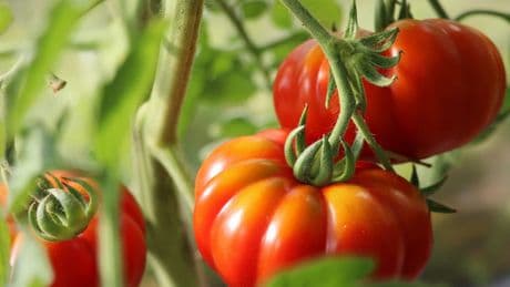 Tomaten haltbar machen: Das sind die besten Methoden