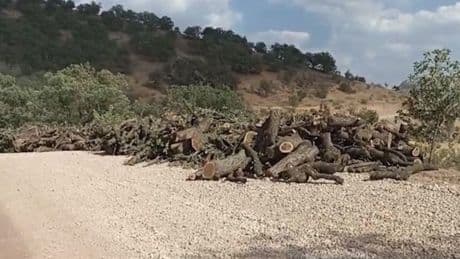 Gabar’da ağaç kesimi sürüyor