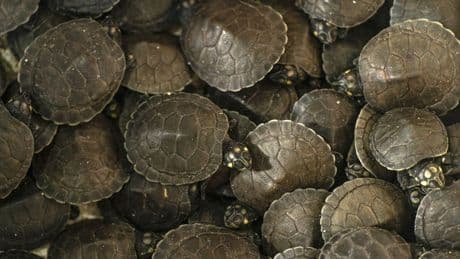 Man bekent dat hij 850 schildpadden van VS naar Hongkong smokkelde